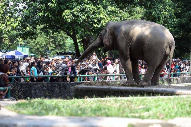 Idul Adha, Ragunan Diserbu...