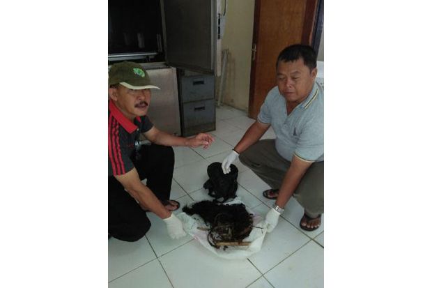 Tulang Belulang Janda...