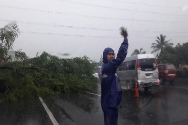 Pohon Tumbang Tutup...