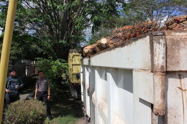 Nekat Panen Sawit Milik...