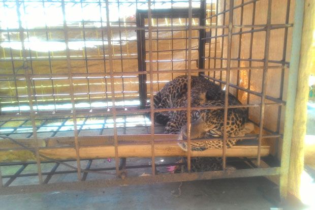 Teror Warga Ciamis,...