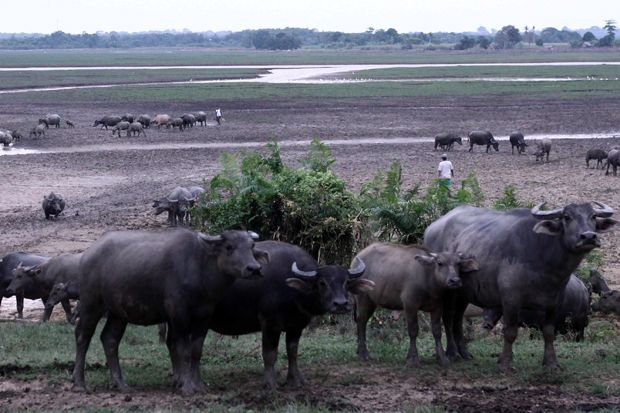 Impor Daging Kerbau...