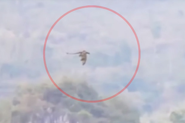 Naga Misterius Tertangkap...