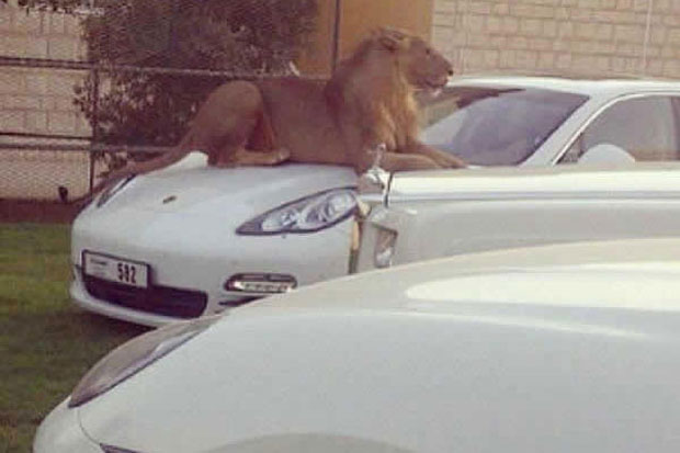 Khawatir Begal, Macan...