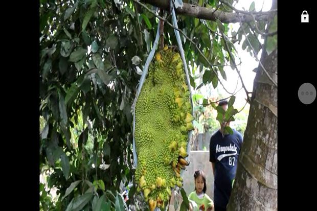 Percaya atau Tidak,...