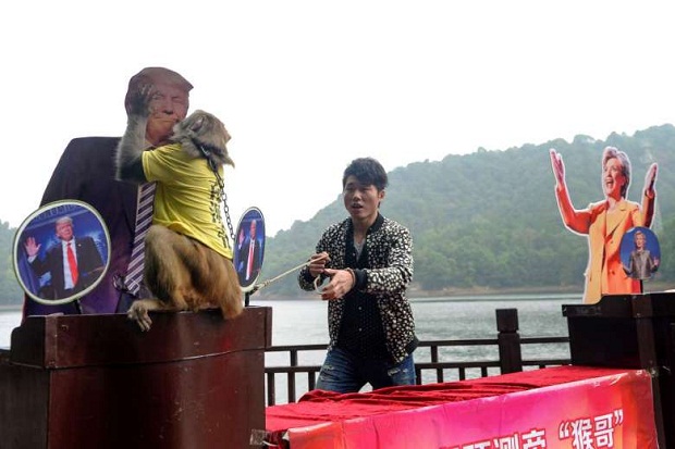 Monyet Peramal di China...