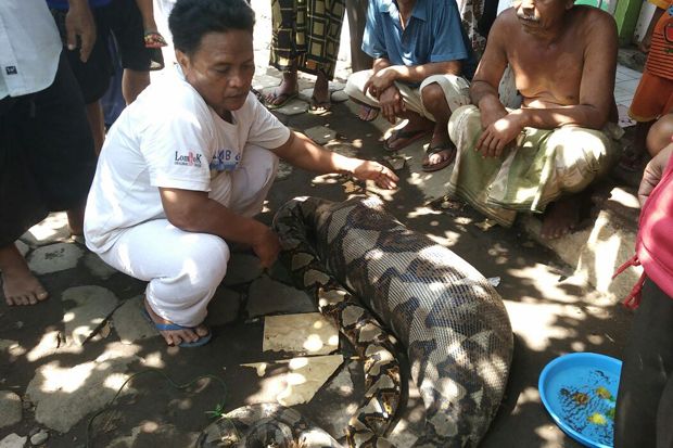 Ular Piton Raksasa Gegerkan...