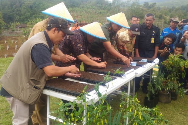 Produksi Cabai di Jabar...