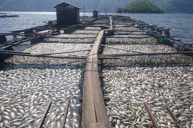 Ratusan Ton Ikan Mati...