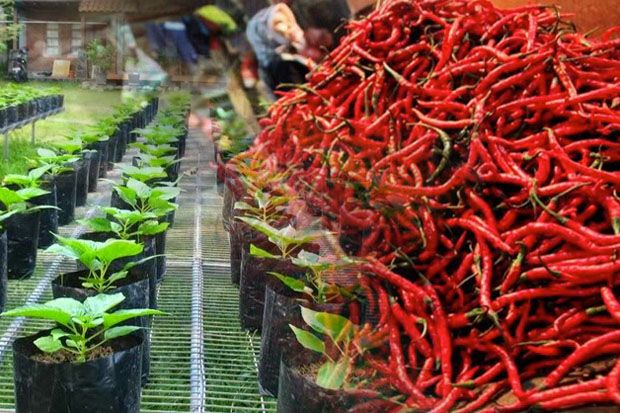 Harga Cabai Meroket,...