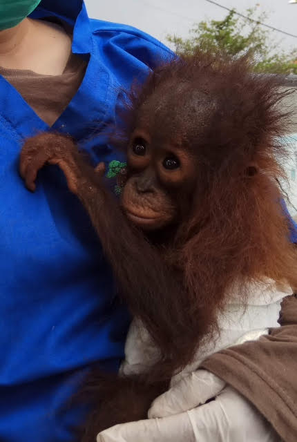 Bayi Orangutan Ditemukan...