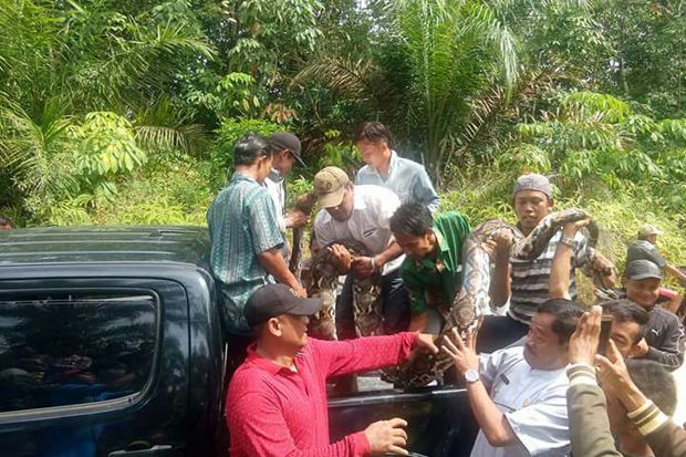 Wahyu Tewas Dililit...