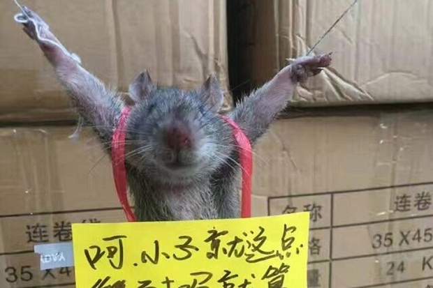 Curi Beras di Toko China,...