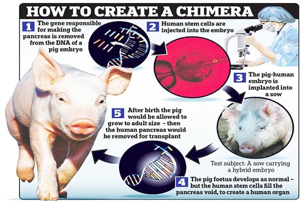 Human Organs Grown in...