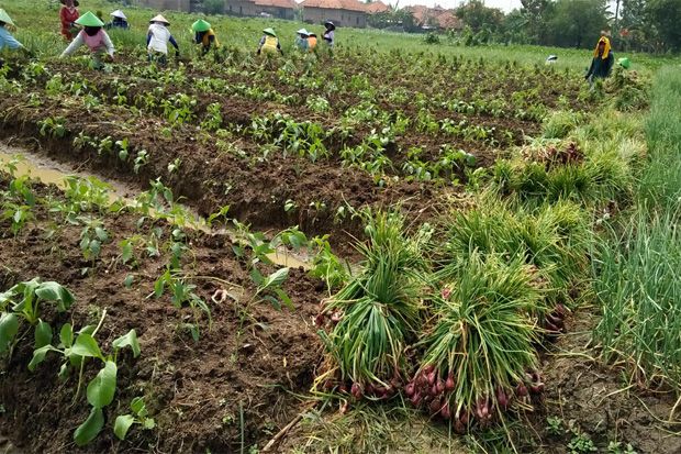 Tanaman Bawang di Cirebon...