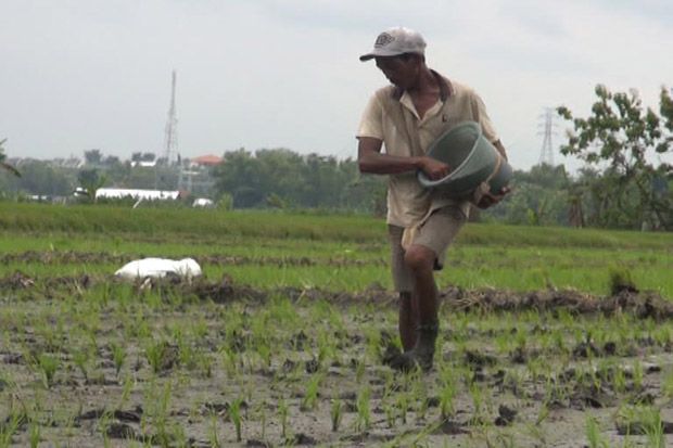 Pupuk Subsidi Langka,...