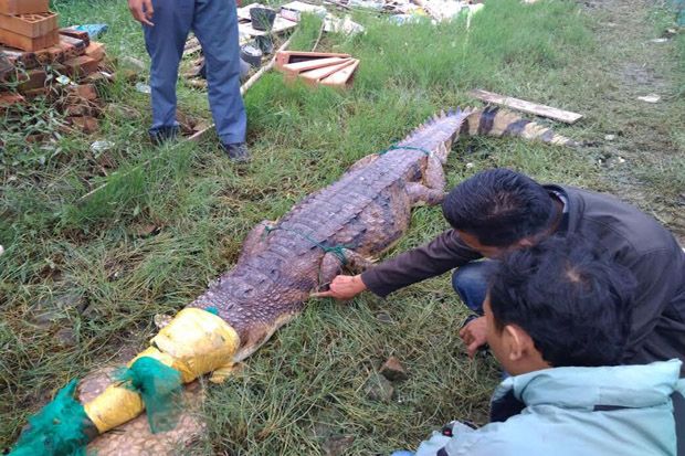 Buaya Sepanjang 3 Meter...