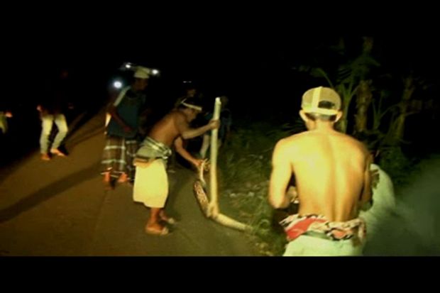 Kelaparan, Ular Piton...