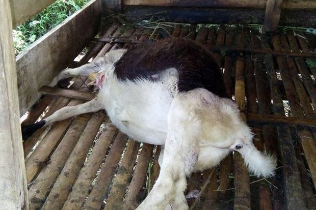 Warga Pangandaran Resah,...