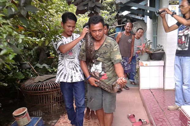 Piton 8 Meter Ini Ditemukan...