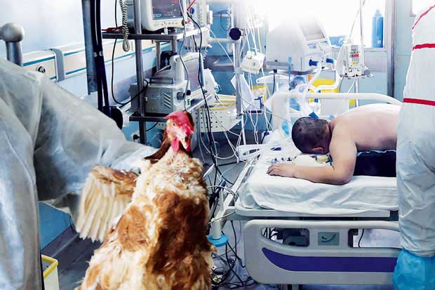 Korban Flu Burung di...