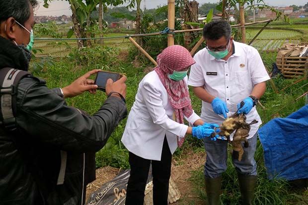 Ratusan Unggas di Soreang...