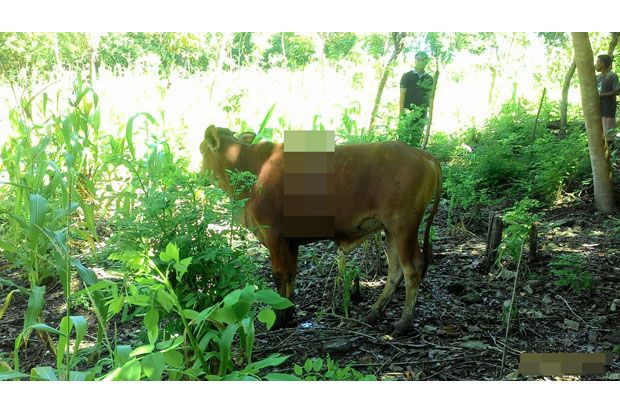 Puluhan Ekor Sapi Hilang,...