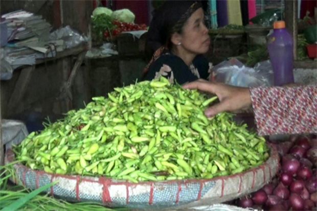 Harga Cabai Muda Terkerek...