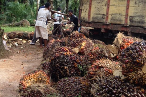 Harga Tandan Buah Segar...