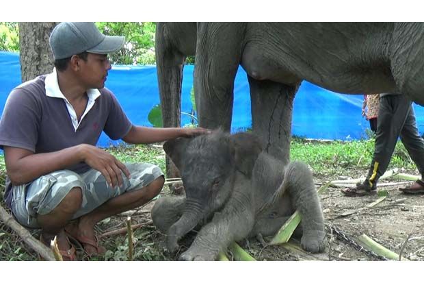 Gajah Sumatera Lahir...