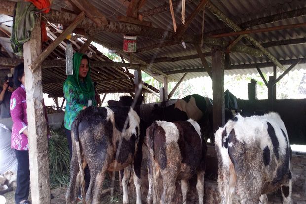 Sapi di Kota Semarang...