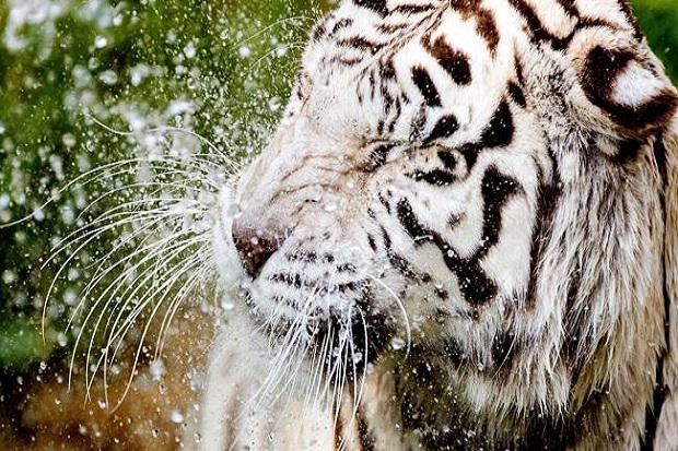 Harimau Sumatera Cari...