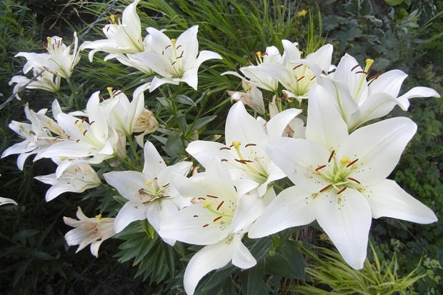 Ekstrak Bunga Star Lily...