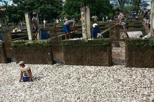 Bendungan Irigasi Jebol,...