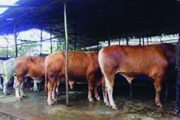 Asuransi Sapi untuk...