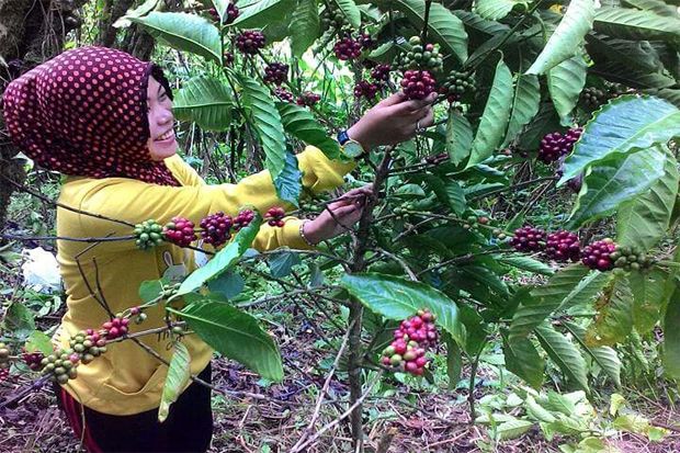 Masuk Panen, Harga Jual...
