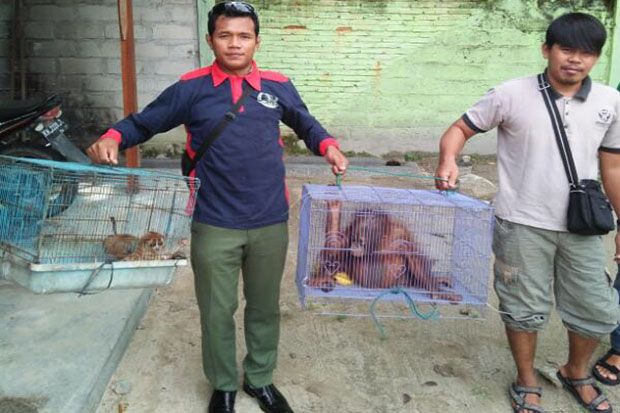 Boy, Bayi Orangutan...