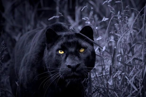 Macan Turun dari Gunung...