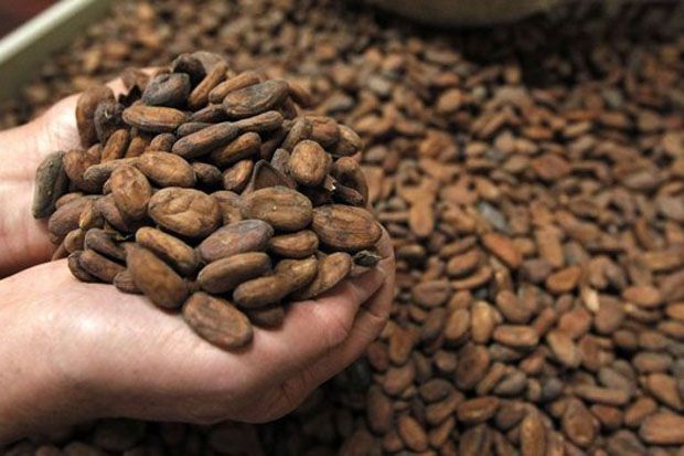 Penghasil Kakao Terbesar,...