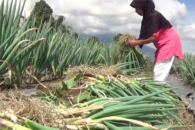 Kualitas Super, Bawang...