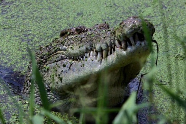 Bertarung dengan Buaya...