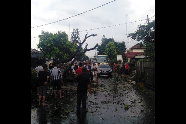 Pohon Tumbang di UI...