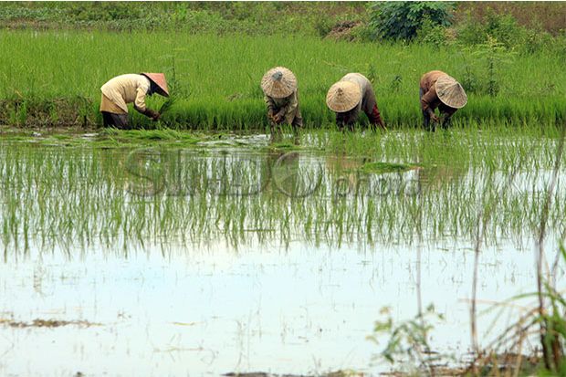 Indef: Lahan Milik Petani...