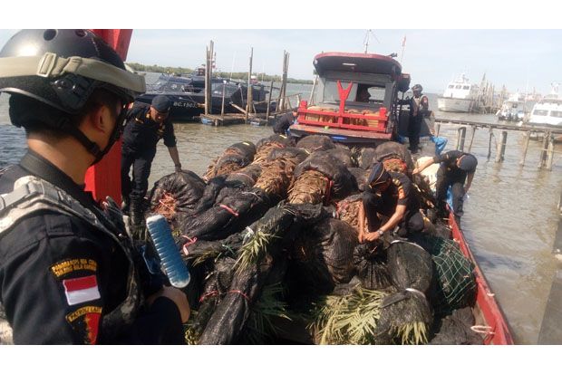 Ribuan Pohon Kurma Selundupan...