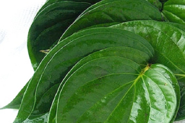 Daun Sirih Efektif Bersihkan...