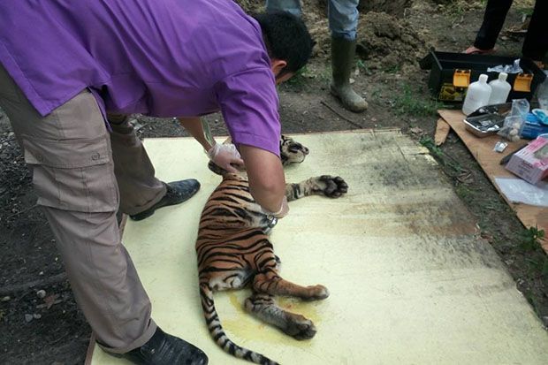 Anak Harimau yang Ditemukan...