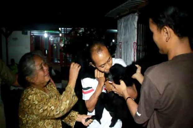 BKSDA Amankan Siamang...