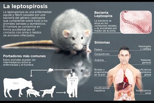 Cegah Virus Leptospirosis,...