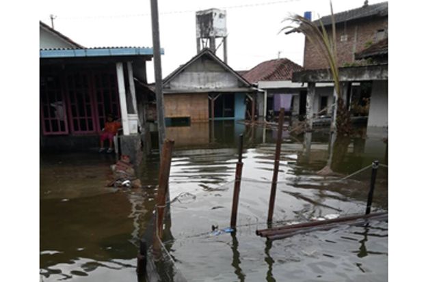 Banjir Rob 1 Meter Kembali...