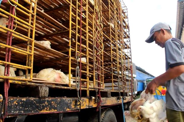 Pasokan Berlimpah, Harga...